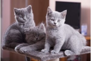 British Shorthair Özellikleri Nelerdir?